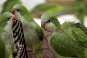 parrot bird for sale